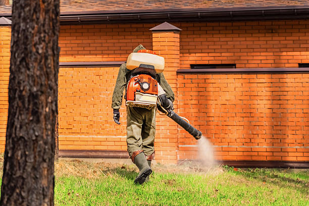 Trusted Ant Control service in Mesa del Caballo, AZ - Nex Pest Control